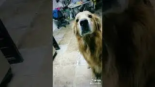 sonido perro REACCION