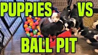 Mini Aussie Puppies vs Ball Pit