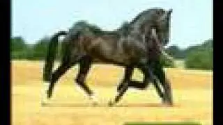 Contender by Calypso II