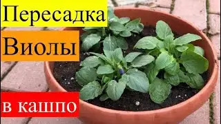 Пересадка Виолы в кашпо на улицу