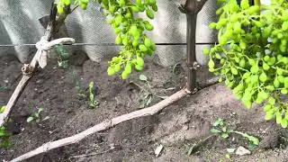 7 июля 2024 г.