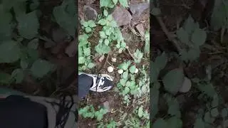 jungle safari 😉 ।। short video