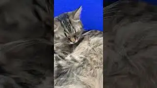 чипи чипи чапа чапа #кошка