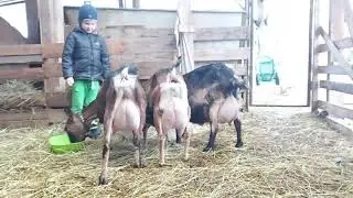 Альпийские дойные козы. ЛПХ 