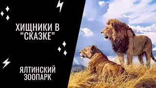 Хищники в СКАЗКЕ, ялтинский ЗООпарк