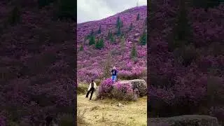 Цветение маральника на Алтае 🌸🌸🌸 