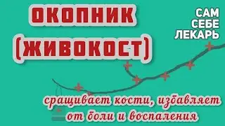 Окопник Лекарственный - Его Живительные Свойства Поражают