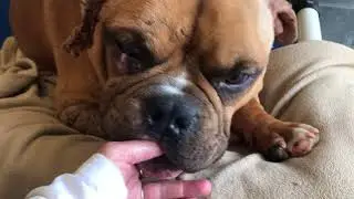 Eng Bulldog sweetest ever - survivor of wounds,