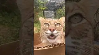 Big purrs from a small bobcat 🥹🐾