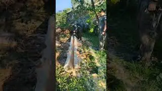 скамейка из бревна