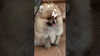 CUTE DOG #abocotv #animal  #convat  #cutedog #viral