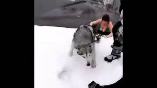 Спасли тонущую собаку