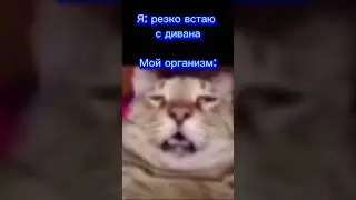 Голова... #meme #memes #funny #dankmemes #memesdaily #funnymemes #lol #shorts