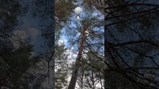 Как достать мяч с дерева 