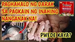 PAGHAHALO NG DARAK SA PAGKAIN NG NANGANAK NA INAHIN, SOBRANG NAKAKATIPID@mangungumatv8418