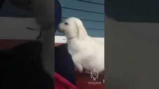Never Enough Playtime