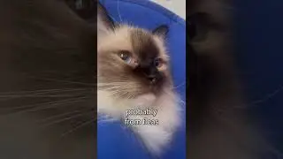 Ex-Cat's Ass-Rash