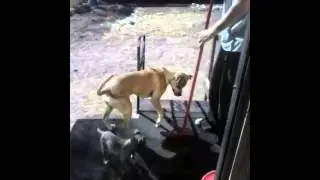 Dog vs Broom