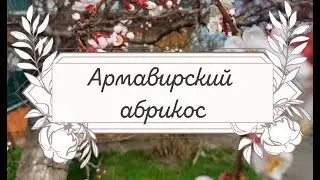 Армавирский абрикос