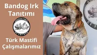 Bandog nedir? American Bandogge Mastiff Irk Özellikleri ve Türk Mastifi Çalışmalarımız
