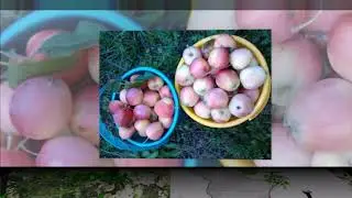 Что растет в Сибири