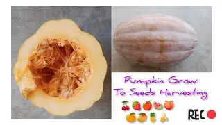 Pumpkin Grow To Seeds Harvesting | Within 40 Days