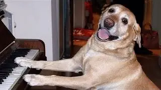 Sang Og Hylende Hunde - Sjove Og Søde Hund Kompilering