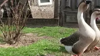 Мускусные утки окрас лаванда