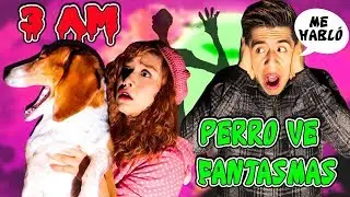 NUNCA HABLES CON TU PERRO A LAS 3AM | Mi perro ve fantasmas ESPECTROS CAPTADOS EN CÁMARA