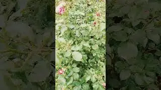 РОЗЫ ТРЕБУЮТ ВАШЕГО ВНИМАНИЯ