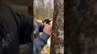 Sappin’ Season | Tappin’ the Maple Trees | Maple Syrup #maplesyrup #countrylivin #newhampshire #diy