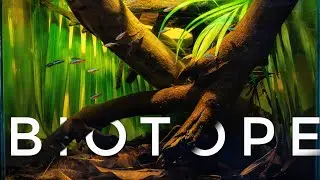 Cinematic Cardinal Tetra Biotope Aquarium 4K