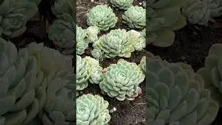 Эхеверия, которую я называю каменной розой в парке ( Barocke Gärten) 👌
