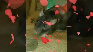 Декоративная крыска Боняша