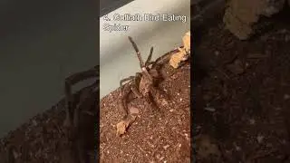 Top 5 Giant Arthropods
