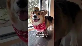 So You Think You Want A Corgi? 