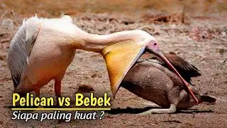 10 Serangan Burung Paling Menakjubkan Yang Tertangkap Kamera