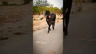 Unique Black Gir Cow For Sale🤗🤗 |गीर गाय सेल के लिए उपलब्ध है | 9099521524 |Dvgohil 