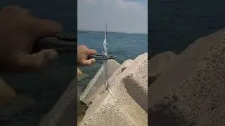 Поймал первого саргана в 2024 году #fishing #рыбалка #fish #море