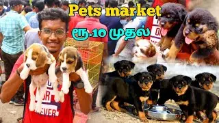Cheapest Dog Market | Cheapest Pet market | Chennai Broadway Pet Market | Dog Puppy Price & Contact