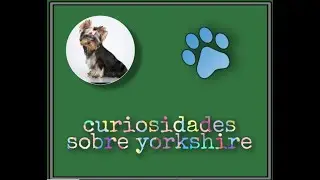 yorkshire - cachorros pequenos - tudo sobre cachorros - curiosidades