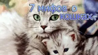 7 мифов о кошках