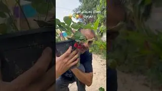 زراعة الفراولة من البذور في المنزل بالطريقة الصحيحة 🍓 🌿 نجاح تجربتي في زراعة بذور الفراولة 😋