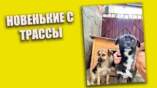 +2 новеньких с трассы #помощьбездомнымживотным #непокупайприюти #собакасисторией #спасение