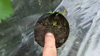 клубника альбион красота и только