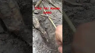 Đào thử gốc khoai bự coi có củ chưa? 