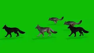 Bulk Coyote Walking Running from Right to Left | HD Free Green Screen 3D animation Wild Animal