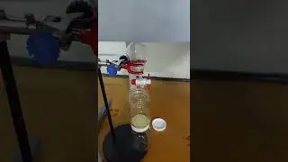 Bioproducción de líquenes
