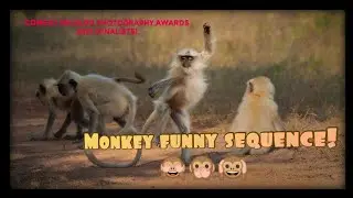 Funny monkey sequence! 🙊🙈🙉Comedy Wildlife Photography Awards 2021 (finalists)