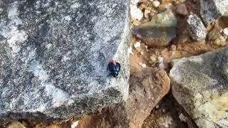 Цветной жучок танцует под пенье птиц